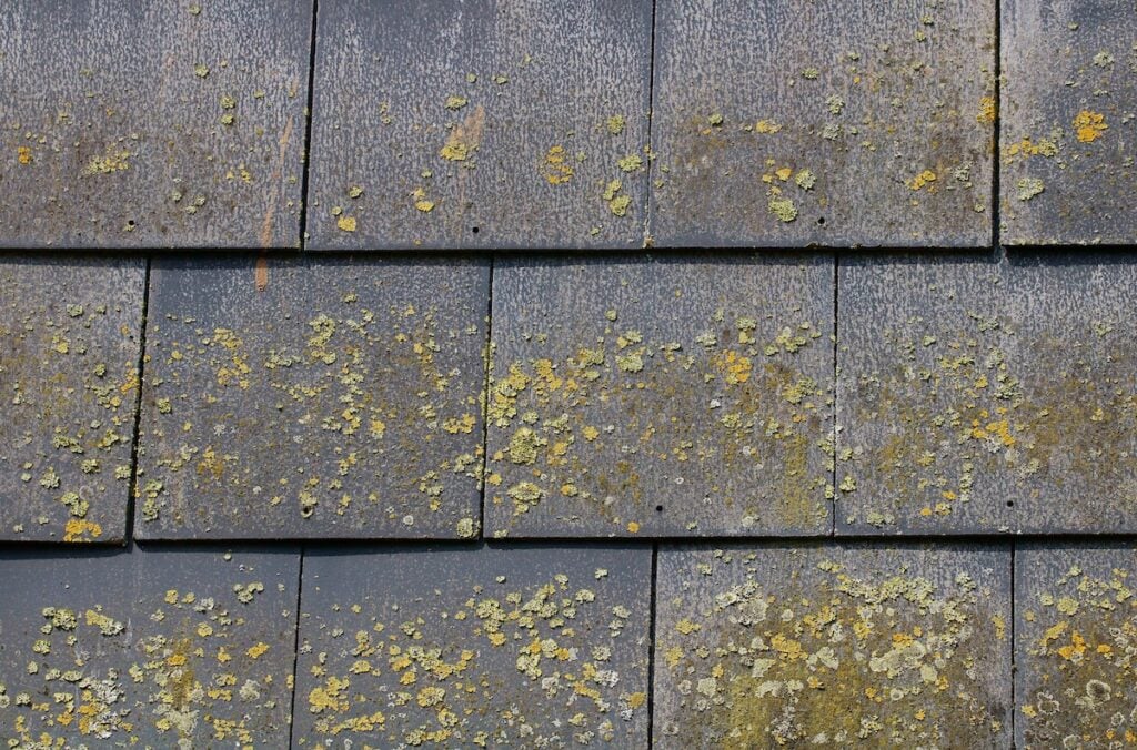 Fibre cement roof slates with algae and lichen growing on them. These composite slates are a cheaper alternative to costly pure slate and weigh less.