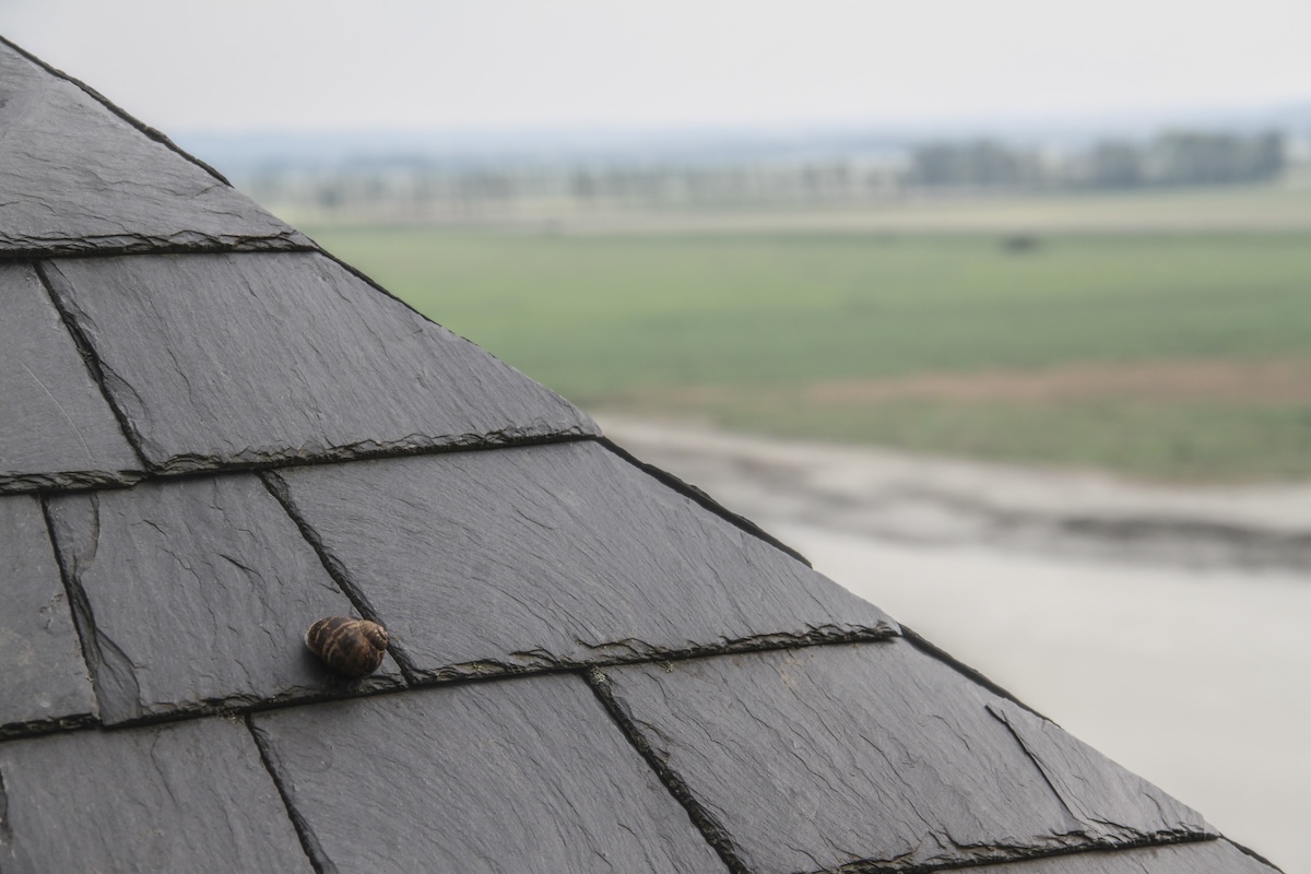 Snail on the roof with slate tiles